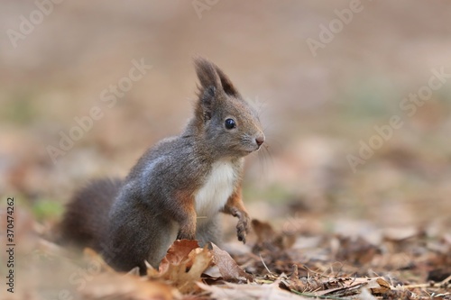 Art view on wild nature. Cute red squirrel with long pointed ears in autumn scene . Wildlife in october forest. . Sciurus vulgaris