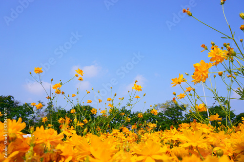 Field of yellow Cosmos blooming in a garden under blue sky