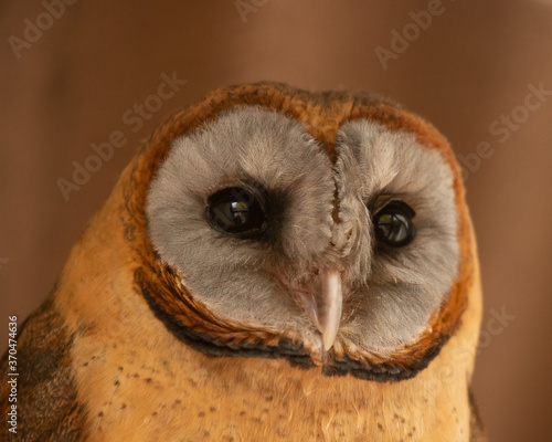 Facial disc of Ashy Faced Barn Owl, Tyto glaucops, looking towards right photo