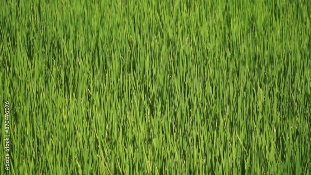 Beautiful Lush Green Crops In The Field - Closeup Shot (Static) Beautiful Lush Green Crops In The Field - Closeup Shot (Static)