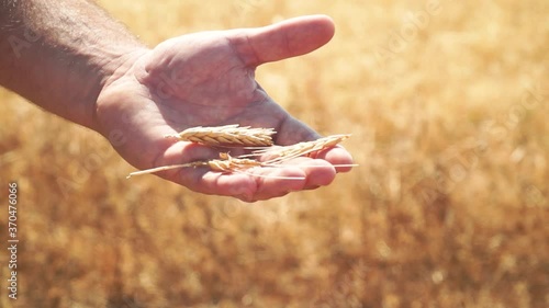 Golden Wheat Stalks In Hand Under The Sunlight In The Farm - close up photo