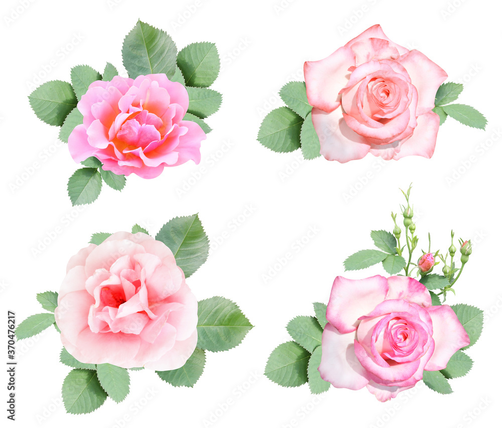 Set of rose with pink flowers and green leaf Set of rose with pink flowers and green leaf