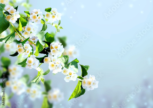 Branch of jasmine with flowers