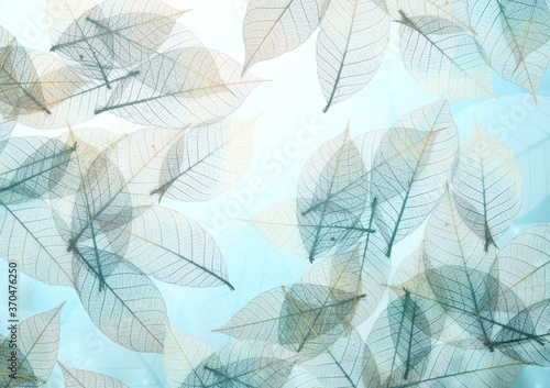 Nature background with transparent skeleton leaves