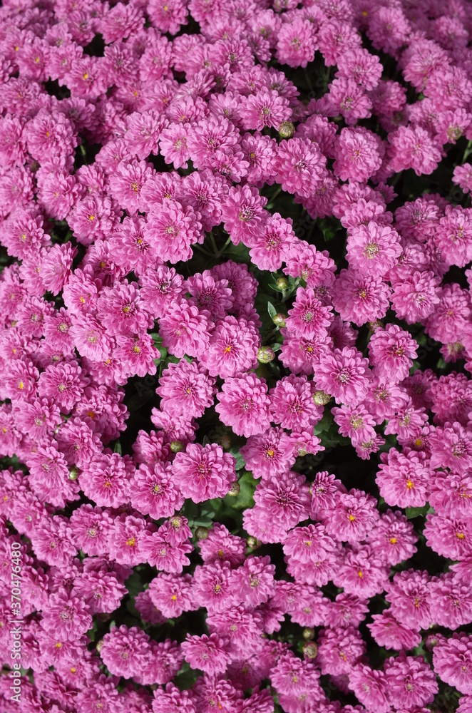Obraz premium Light Pink Flowers of Chrysanthemum 'Kengai Style' in Full Bloom 