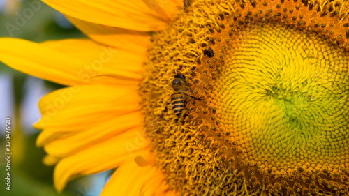 Pretty yellow petals of beautiful Sunflower and the bees are taking sweet nectar sugar from sweet pistil  closeup photo