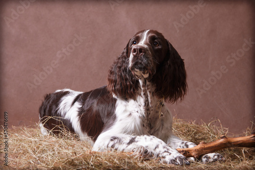 Dog Springer Spaniel on a hay with a stick