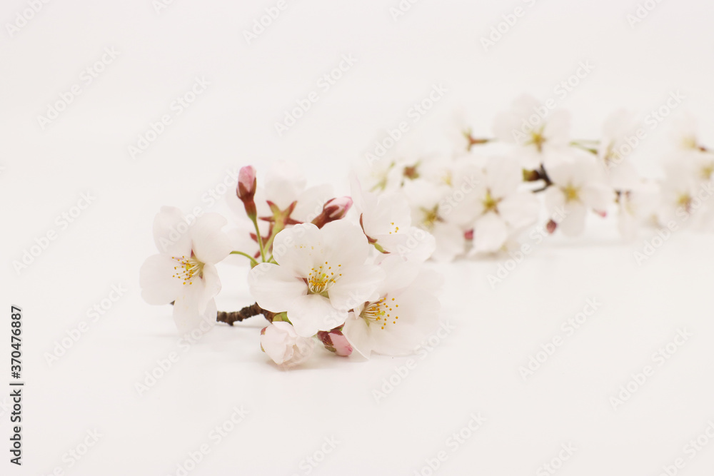 white cherry blossom white cherry blossom