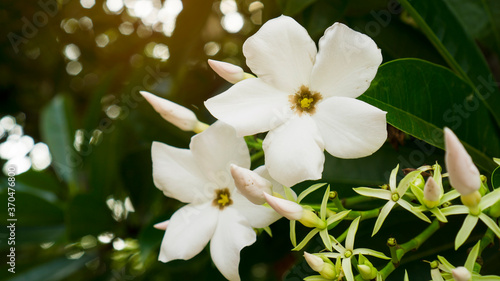 Bouquet of white petals of Suicide tree s flower  called  Pong Pong or Othalanga tree