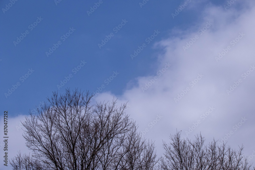 Winter scene image with trees blue sky and white clouds for background use Winter scene image with trees blue sky and white clouds for background use
