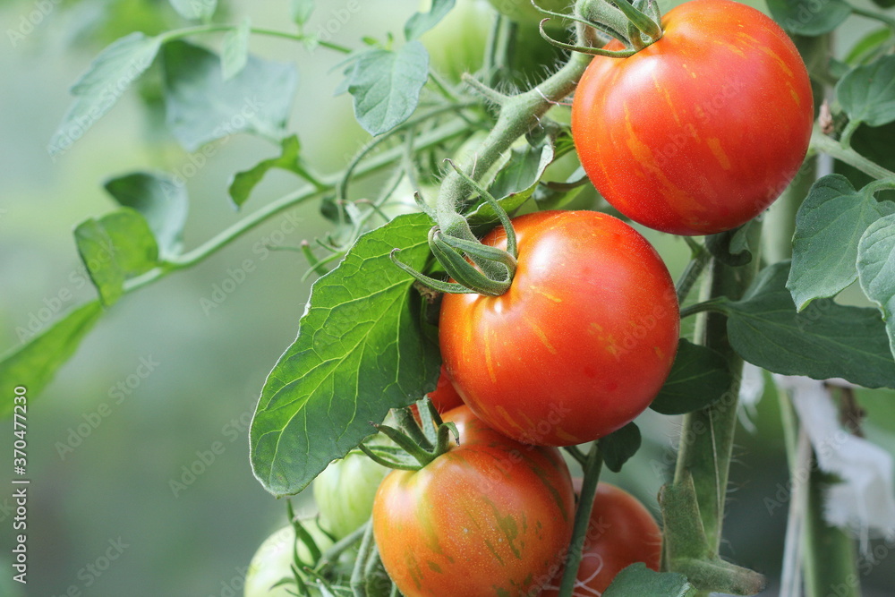 Bunch of ripe natural cherry red tomatoes growing in a greenhouse ready to pick