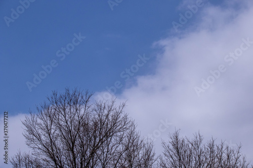 Winter scene image with trees blue sky and white clouds for background use