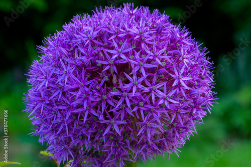 Allium