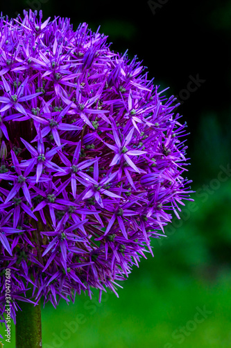 Allium