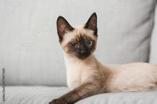 Cute Thai cat on sofa at home © Pixel-Shot