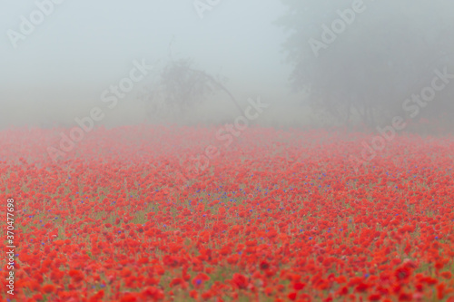 Mohnfeld im Nebel