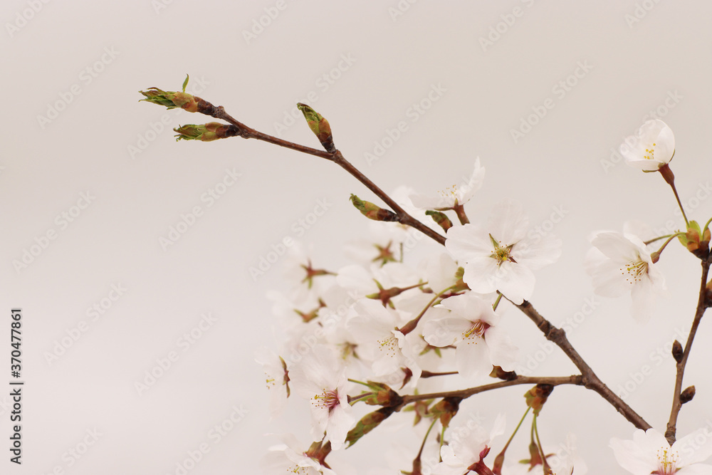 pink cherry blossom pink cherry blossom