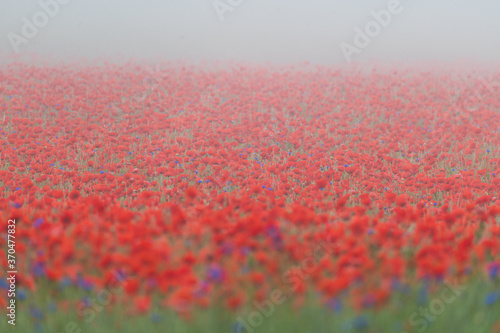 Mohnfeld im Nebel