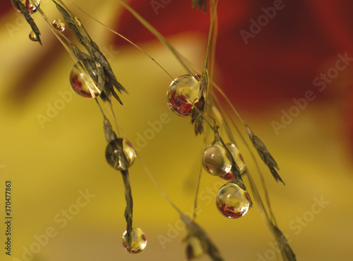 macro of beautiful water drops hanging from thin branches