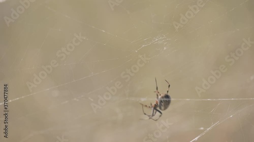 Western Spotted Orb Weaver Spider Tries to Catch Another Small Spider While Sitting On It's Web
