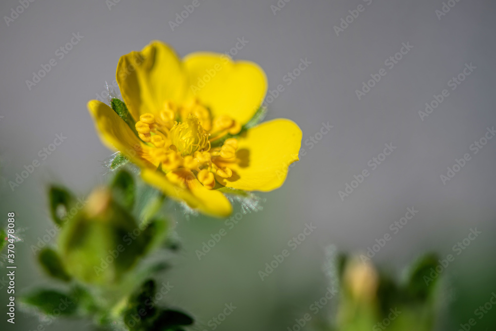 yellow cinquefoil flower yellow cinquefoil flower