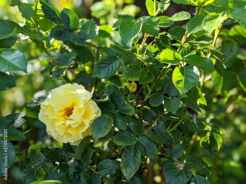 Yellow Rose Flower in a green bush