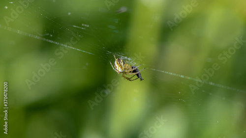 spider in its web and fly
