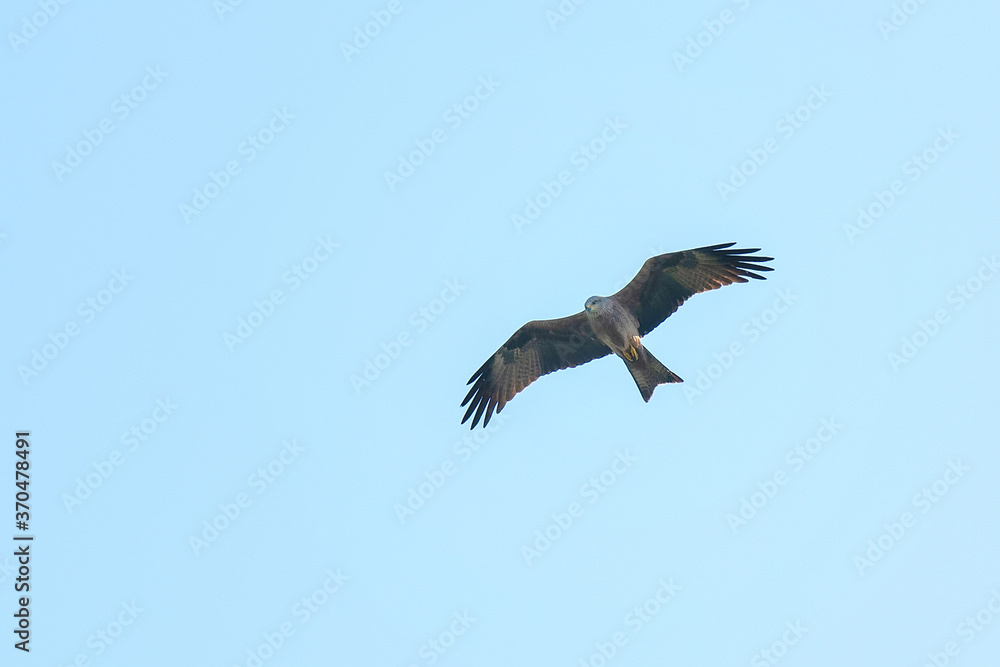 milan royal in flight milan royal in flight