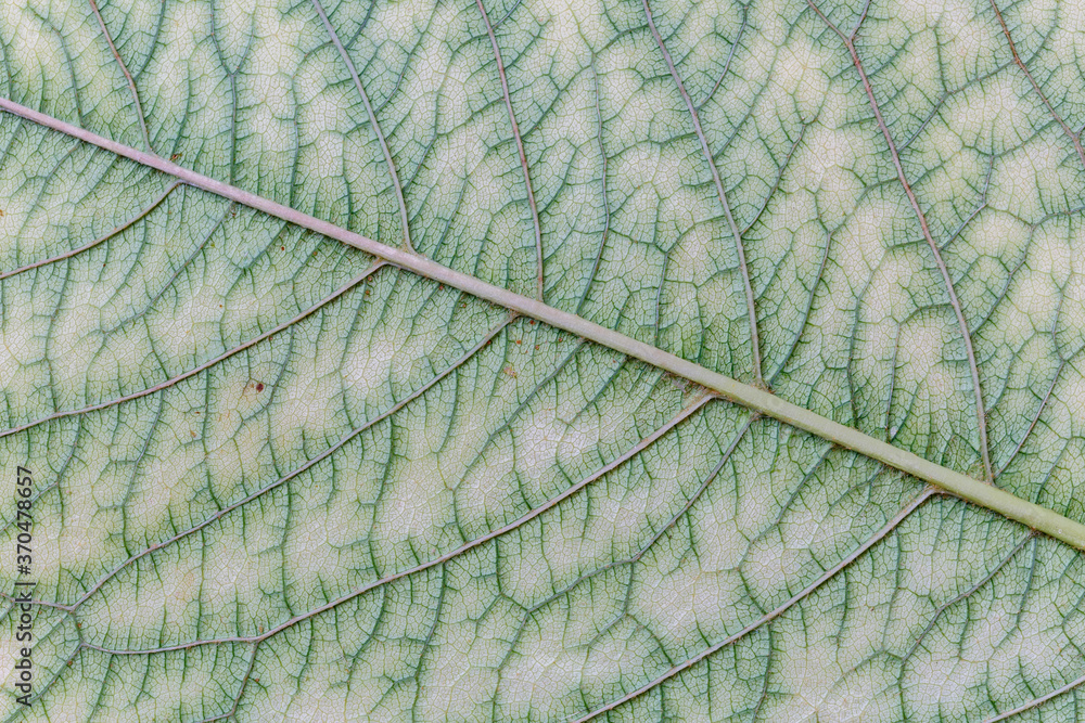 Detail of the underside of a cherry leaf. Cerasus. - obrazy, fototapety, plakaty 