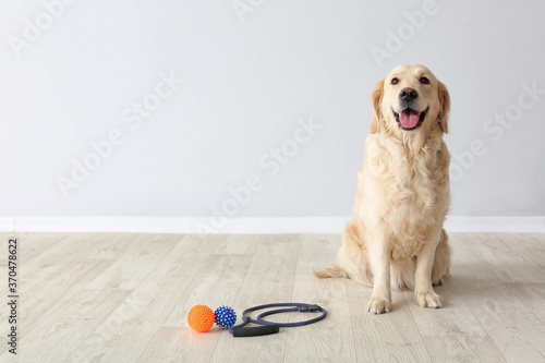 Cute Labrador dog with lead and toys indoors