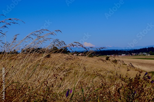 dry grass in the field