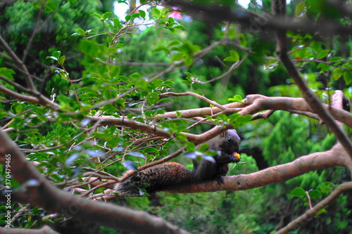 Snacking on a Tree