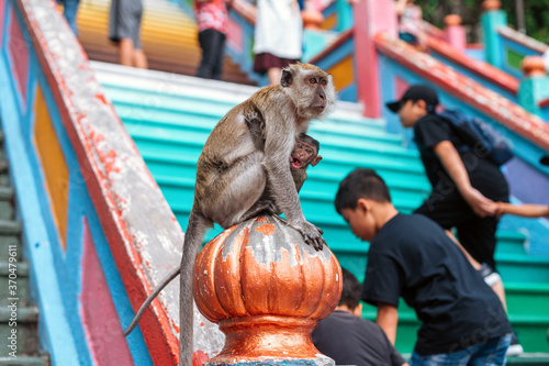 Canvas Print Monkey with child near Batu caves in Kuala Lumpur