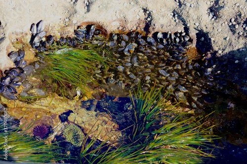 Mussels in rock puddle