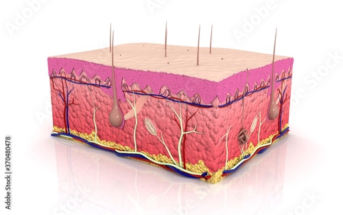 Human skin. Layered epidermis with hair follicle, sweat and sebaceous glands. Healthy skin anatomy medical vector 3d illustration photo