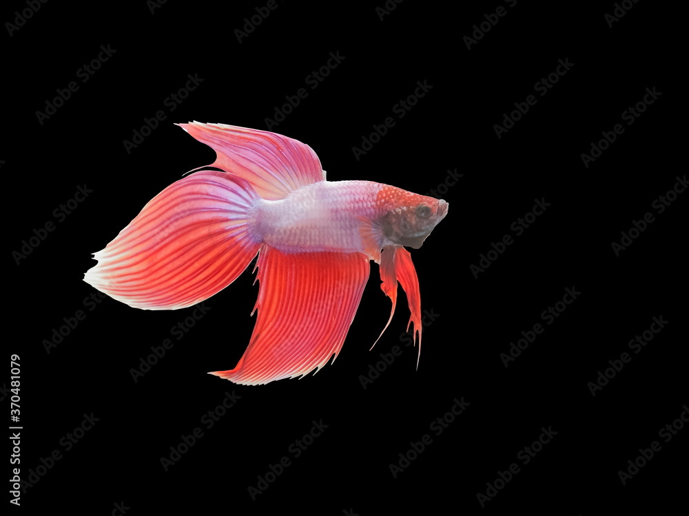White-red Veil Tail Betta diving in fish tank isolated on black background. White-red Veil Tail Betta diving in fish tank isolated on black background.