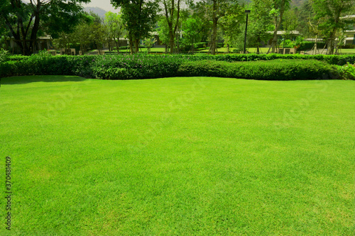 Green grass lawn with bush and tree in outdoor backyard garden photo