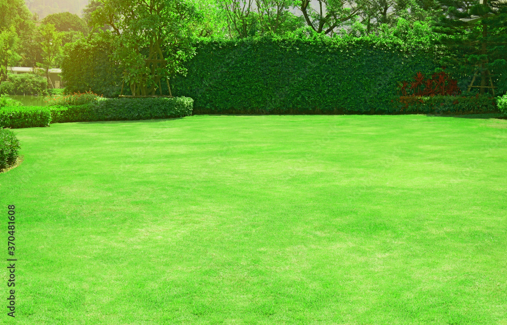 Garden green grass lawn ficus wall and trees in backyard gardening Garden green grass lawn ficus wall and trees in backyard gardening