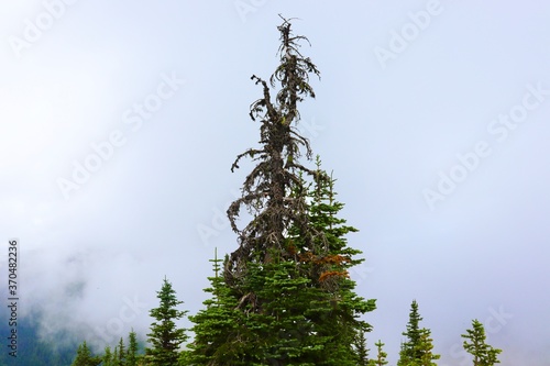 pine branches against foggy sky