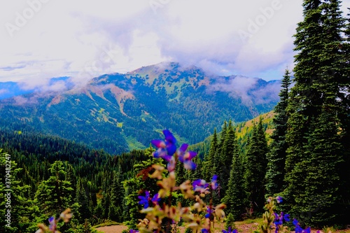 mountain landscape in the summer