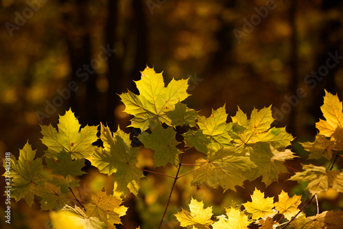 Maple autumn trees. Yellow Autumn leaves, Fall season texture, autumnal background.