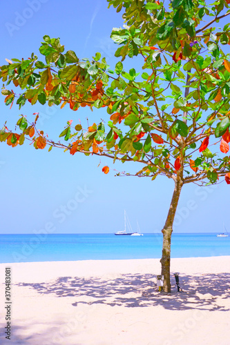 Fototapeta Naklejka Na Ścianę i Meble -  Branches of Bengal almond or Olive-bark tree on the white sand beach and many boats  in the blue sea are behide, on the blue sky blackground