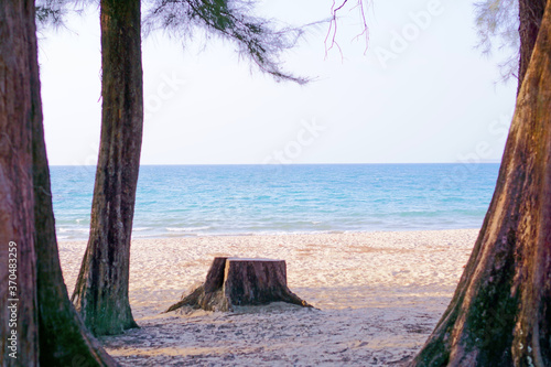 Casuarina on the white sand beach on the blue sea background