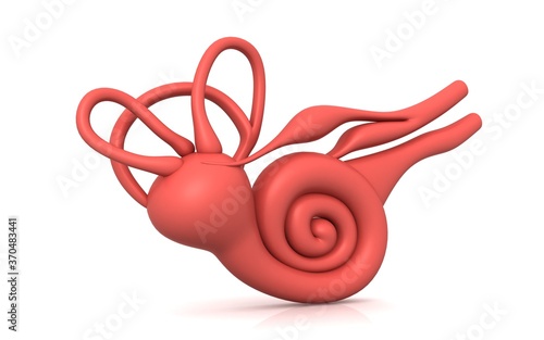 3D illustration of inner ear . Cochlea in color background