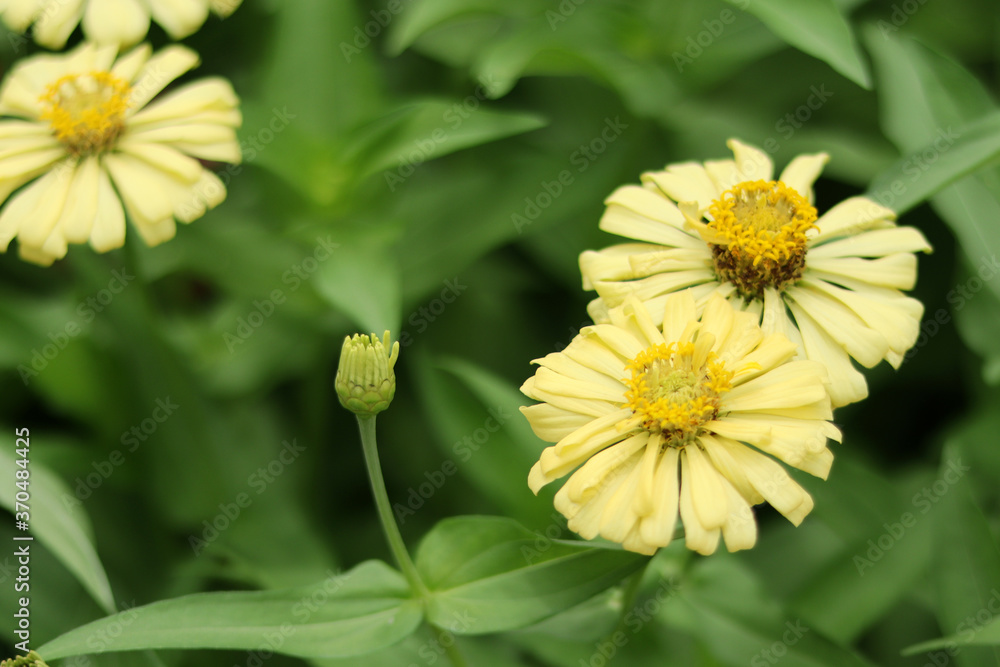 Yellow beautiful zinnia flower with natural green bokeh leaves flowers bouquet background in the morning spring time, the botanical garden, plants of the sunflower tribe within the daisy family. Yellow beautiful zinnia flower with natural green bokeh leaves flowers bouquet background in the morning spring time, the botanical garden, plants of the sunflower tribe within the daisy family.