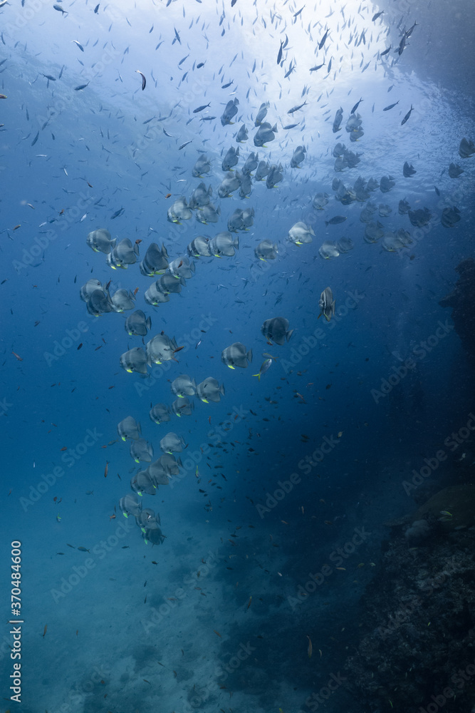 school of fish batfish underwater school of fish batfish underwater