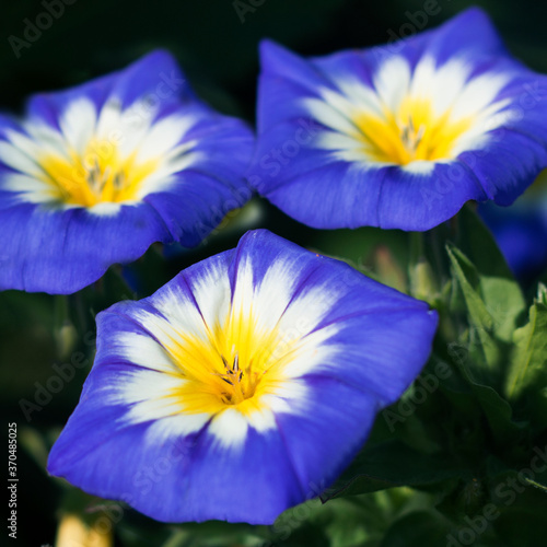 Convolvulus Tricolor flower also known as morning glory or bindweed, close - up view