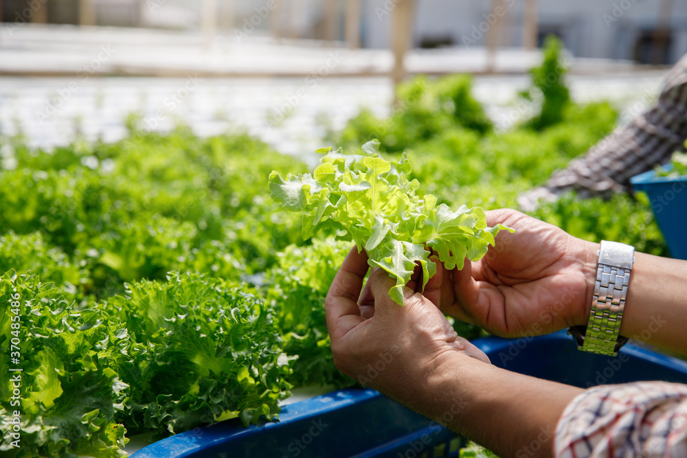 Farmer harvest organic hydroponic green oak lettuce in plant nursery farm.