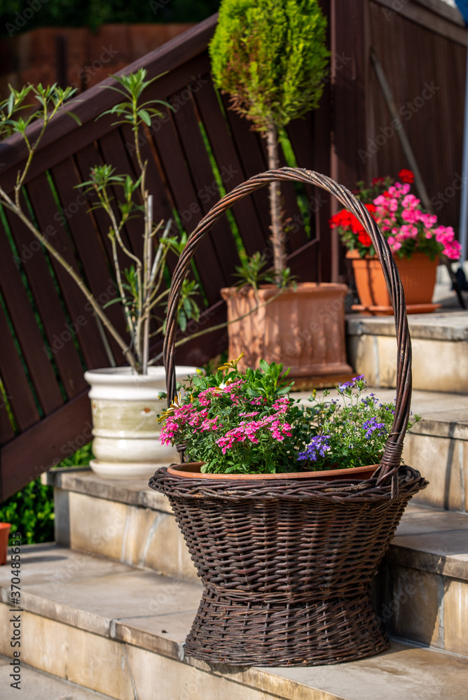 Petunias in a wicker basket on the stone steps of the terrace