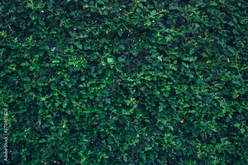 Green leaves wall texture of the tropical forest plant,on black background